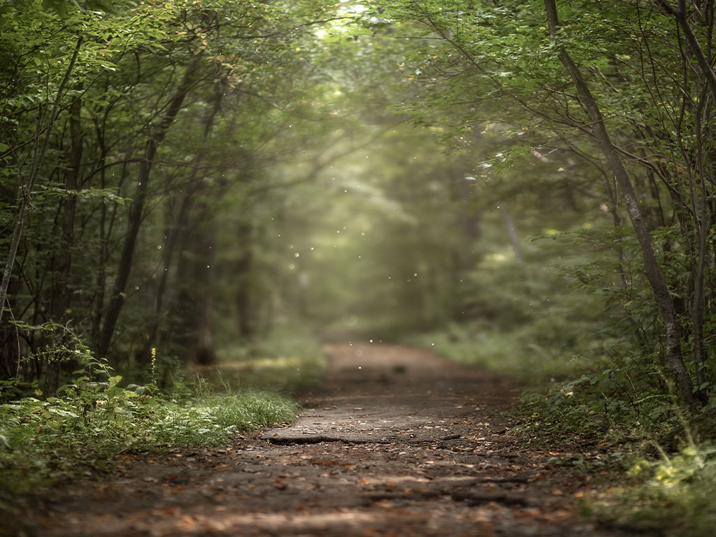 dirt path though the woods