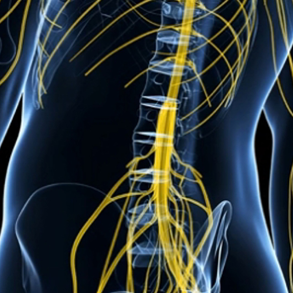 illustration of nerve emanating from the spine of a human